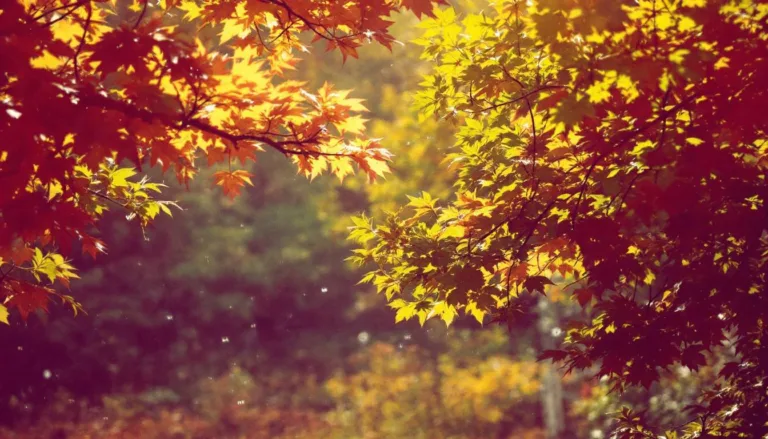 scopri la sorprendente rinascita delle specie animali in via di estinzione che stanno riconquistando il nostro pianeta, un viaggio tra speranza e conservazione della natura.